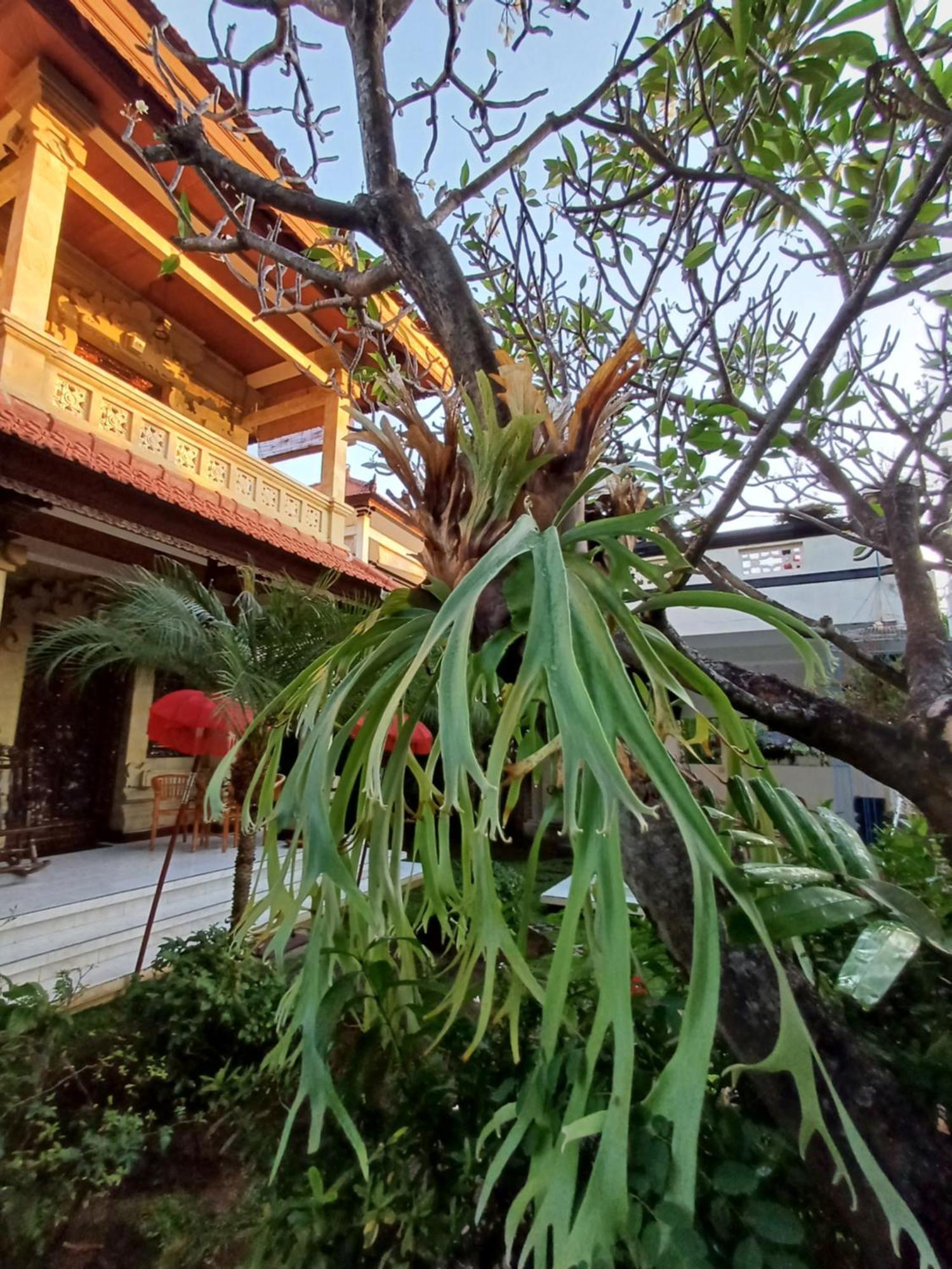 Balinda Rooms & Villa Lovina Beach Chambre photo